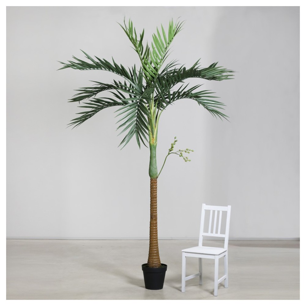 PIANTA DI PALMA H270